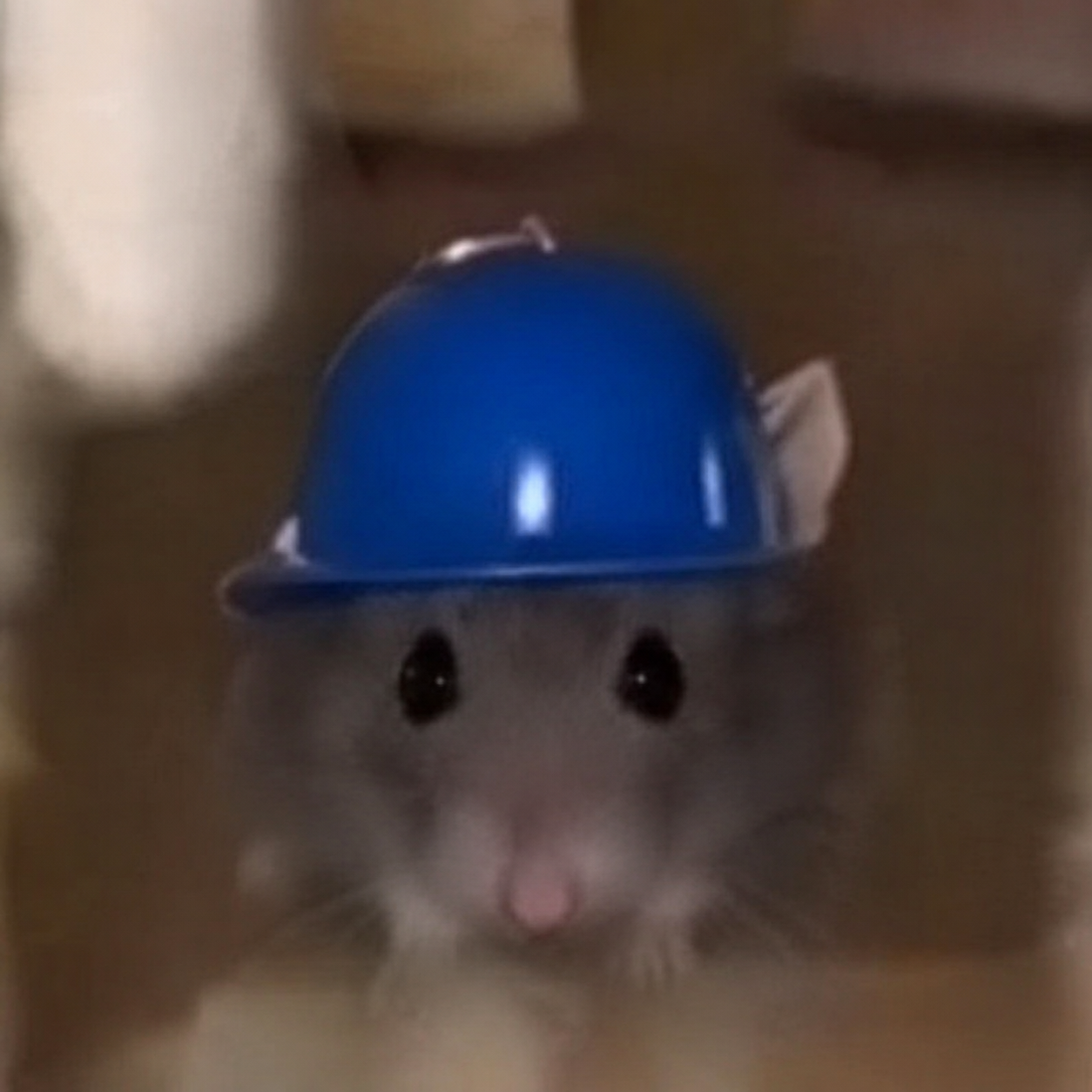 Base Rat